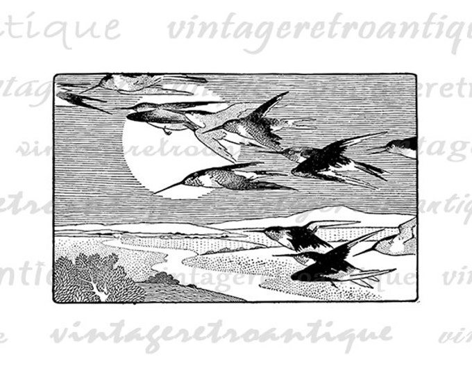 Ruby Throat Birds Graphic Digital Image Download Printable Vintage Clip Art Jpg Png Eps HQ 300dpi No.699