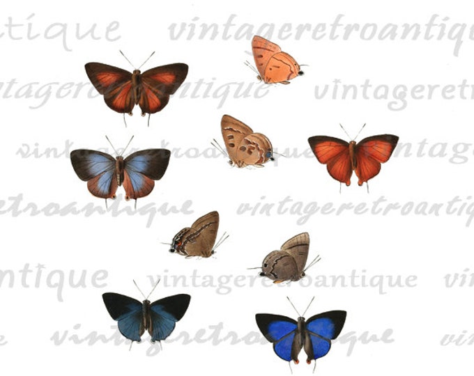 Printable Images Butterflies Collage Sheet Digital Color Download Graphic Antique Clip Art HQ 300dpi No.818