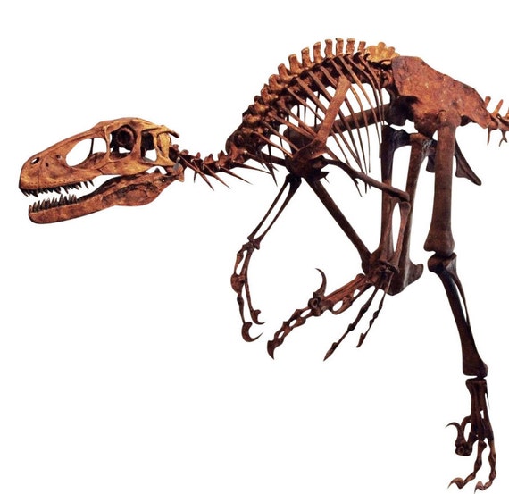 Life Size Dinosaur Skeleton