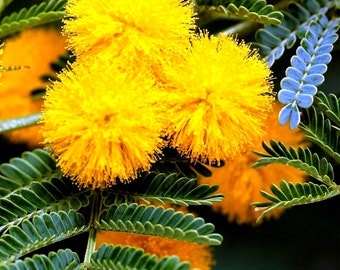 MIMOSA BLOSSOMS Room Air Freshener Deodoriser Linen Pillow Spray Mist Car Air Freshener - Extra Strong