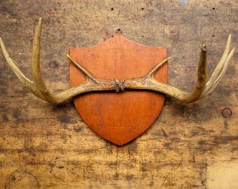 Deer antler 8-point mount