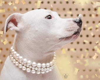 The Beebs in Ivory~ Pearl Dog Collar,Cat collar, Buckle Collars, Martingale Collars, Dog Pearls UNBREAKABLE GUARANTEE!