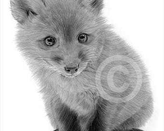 Red Fox pencil drawing print A4 size artwork signed by