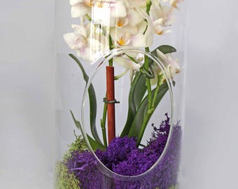 Orchid Live Plant Terrarium Glass 12 Inch
