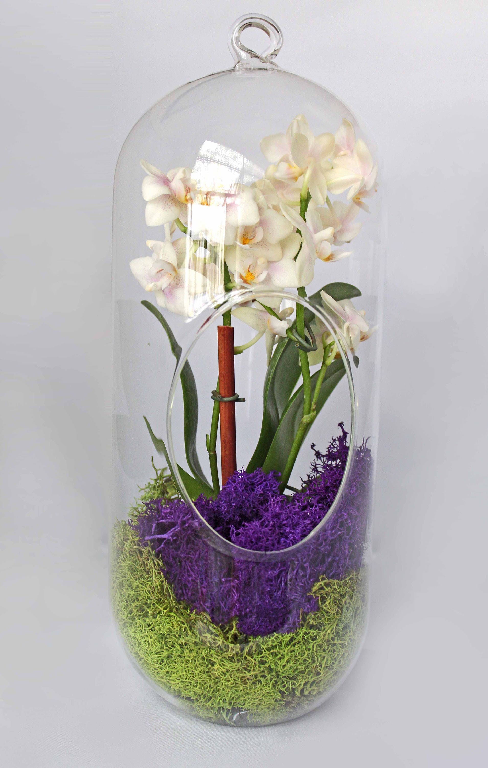 Orchid Live Plant Terrarium Glass 12 Inch