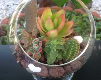Succulents Terrarium Kit 5" Glass Globe with 3" Pedestal DIY