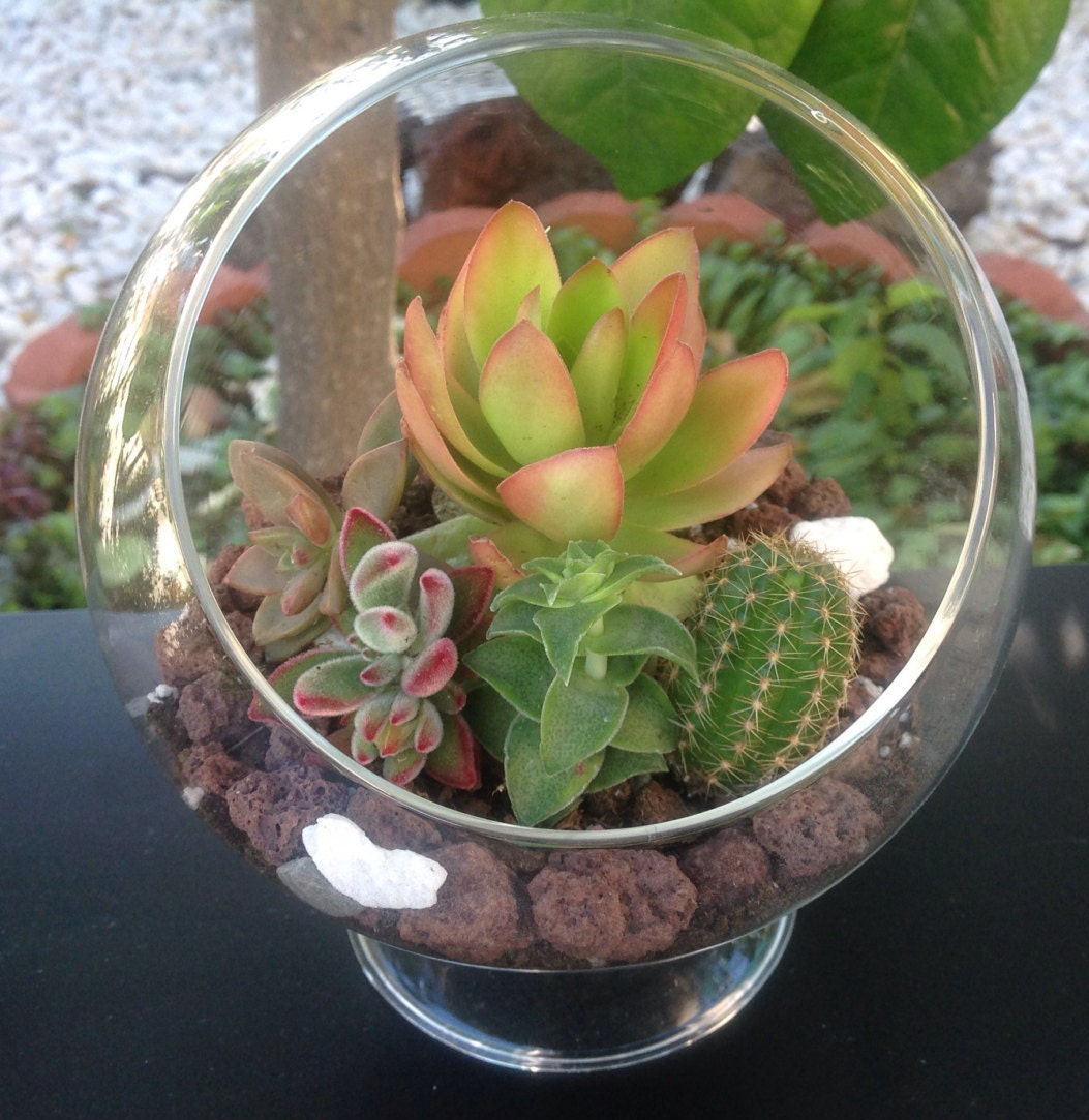Succulents Terrarium Kit 5 Glass Globe with 3