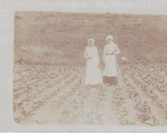 Sugar Beet Farming- 1910s Antique Photograph- Farmers in Field- Tending Crops- Vitady, Sweden- Real Photo Postcard- RPPC- Paper Ephemera
