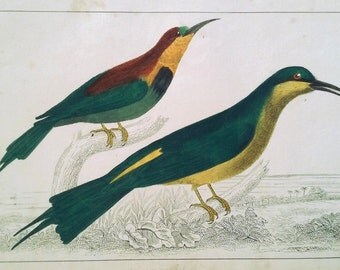 Antique Bee-eater Birds Print ca. 1850, Original Hand-Colored Engraving, Goldsmith, Fullarton, Vintage Bird Ornithological Print