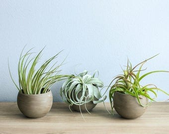 Set of 2 Charcoal Clay Containers with Custom Tillandsia Air ... | Air Plant Containers
Set of 2 Charcoal Clay Containers with Custom Tillandsia Air ... | Air Plant Containers