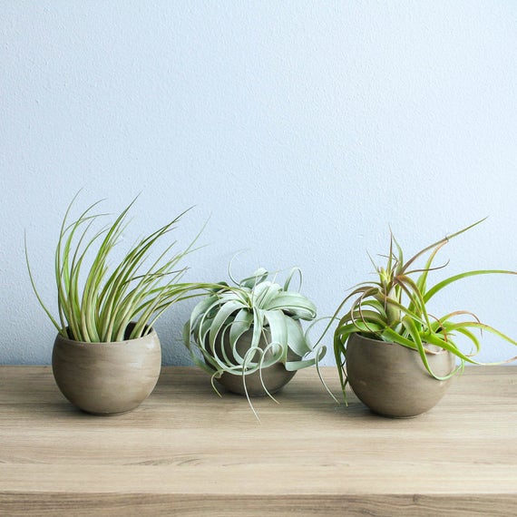 Set of 3 Charcoal Clay Air Plant Containers with Custom Air