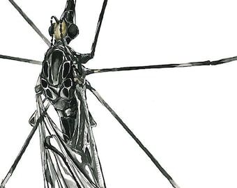Crane Fly art print, bug illustration, original insect artwork