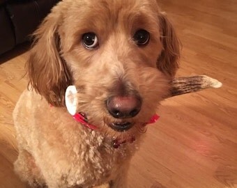 1lb of Antler Chews (SHIPPING INCLUDED)