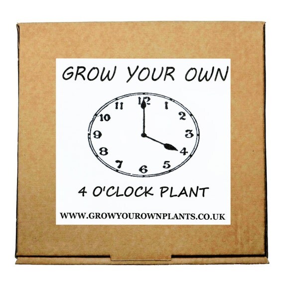 Plant From Seeds & Grow Your Own Four O'Clock by GrowYourOwnPlants