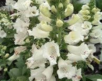 Foxgloves (Digitalis Purpurea 'Dalmatian White') - live plants - perennial plants - outdoor live plants - white flowers - white perennials