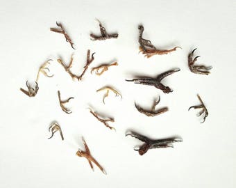 Real stuffed bird claws curiosity tropical feathers mounted taxidermy feet