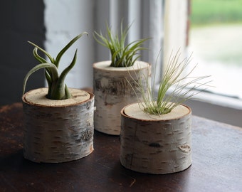 Birch Tree Air Plant Holders (2" - 4" Tall)