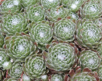 Hens and chicks , cobweb, sempervivum arachnoideum, fairy garden, live succulents, 4" Pot, cobwebbed, fairy, cobweb, houseleek, succulents,