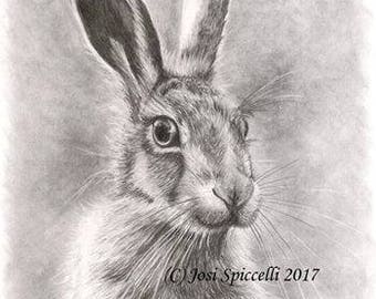 Hare Original A4 Graphite Drawing