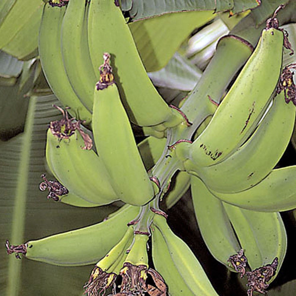 Musa Dwarf Puerto Rican Banana Plantain fruit tree Live Plant