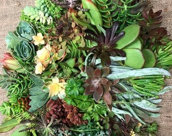 100 Living Succulent Plant Cuttings
