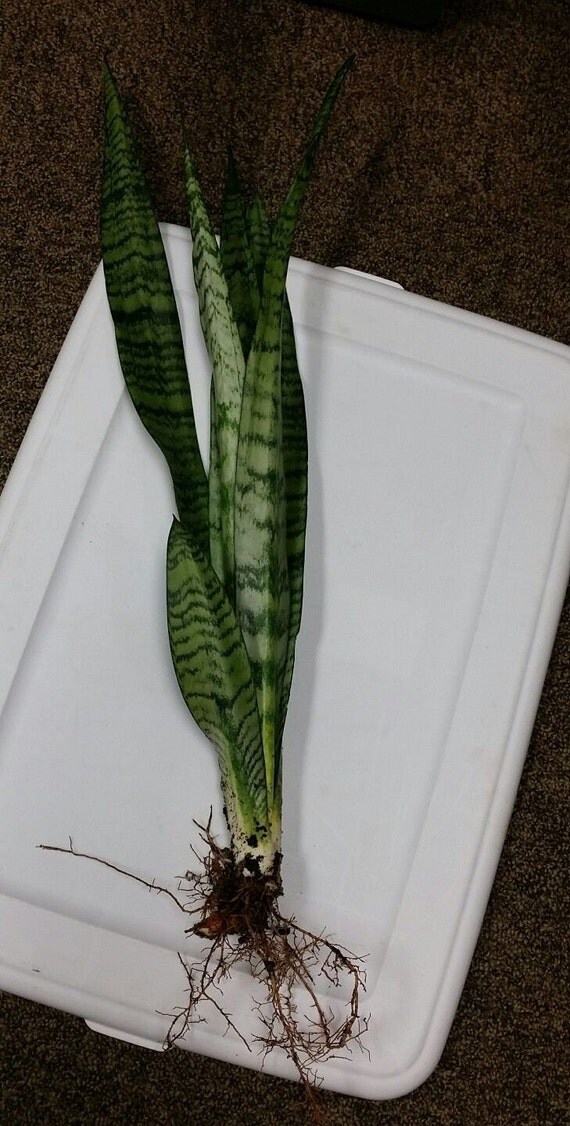 Very LARGE 15 Snake Plant MotherInLaw�s Tongue