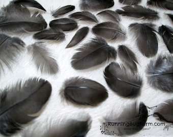 Miniature Black Feathers Cruelty Free Feathers Natural Feather Real Bird Feathers Jersey Giant Rooster Feathers For Crafts 30 1-1.49" / BJG9