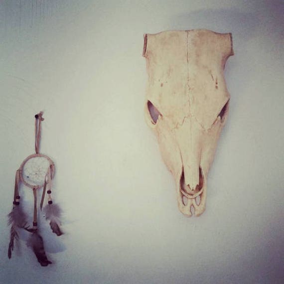 Southwestern Cow Skull
