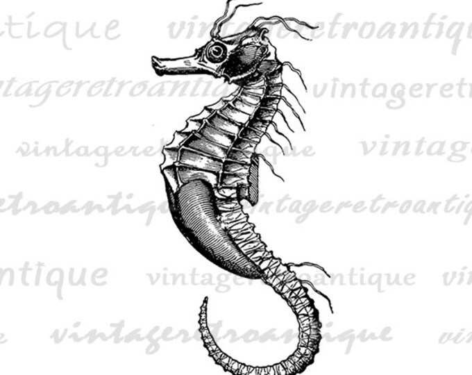 Seahorse Graphic Digital Printable Sea Horse Image Download Artwork Jpg Png Eps HQ 300dpi No.2729