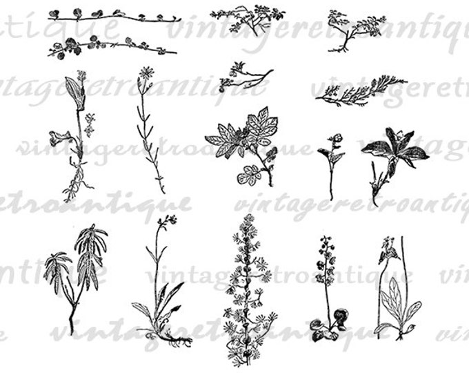 Flower and Plant Collage Sheet Digital Printable Download Illustration Graphic Image Artwork Vintage Clip Art Jpg Png HQ 300dpi No.912