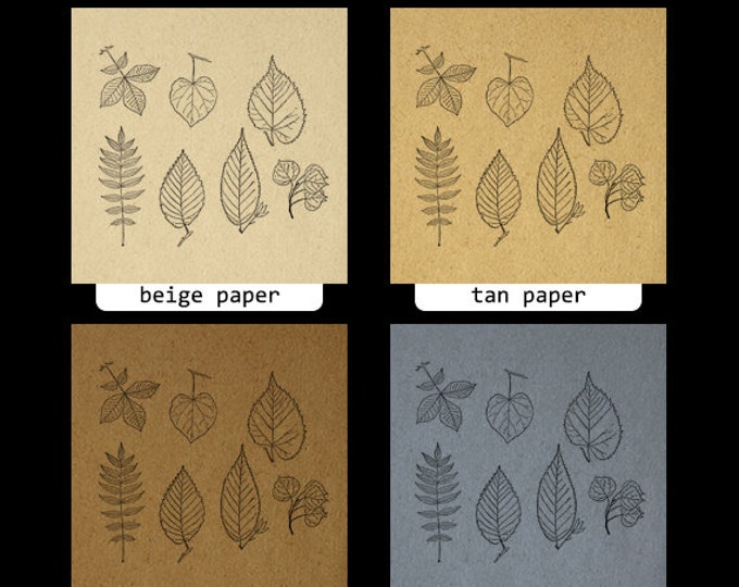 Printable Digital Leaf Graphic Leaves Collage Sheet Image Download Vintage Clip Art Jpg Png Eps HQ 300dpi No.1001