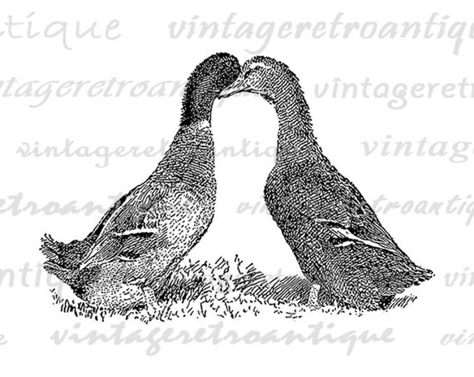 Printable Two Ducks Graphic Image Bird Illustration Digital Download Vintage Clip Art Jpg Png Eps HQ 300dpi No.3096