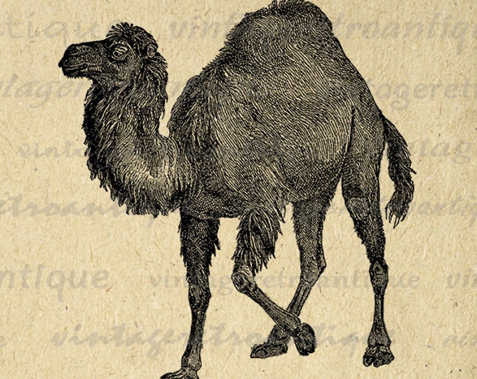 Digital Graphic Camel Printable Image Download Artwork Vintage Clip Art Jpg Png Eps HQ 300dpi No.2649