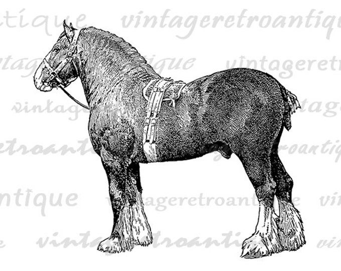 Clydesdale Horse Graphic Image Printable Animal Illustration Download Digital Vintage Clip Art Jpg Png Eps HQ 300dpi No.3049