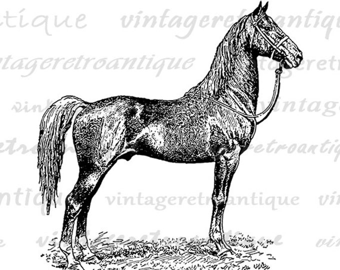 Antique Horse Graphic Digital Printable Farm Animal Download Image Vintage Clip Art Jpg Png Eps HQ 300dpi No.3536