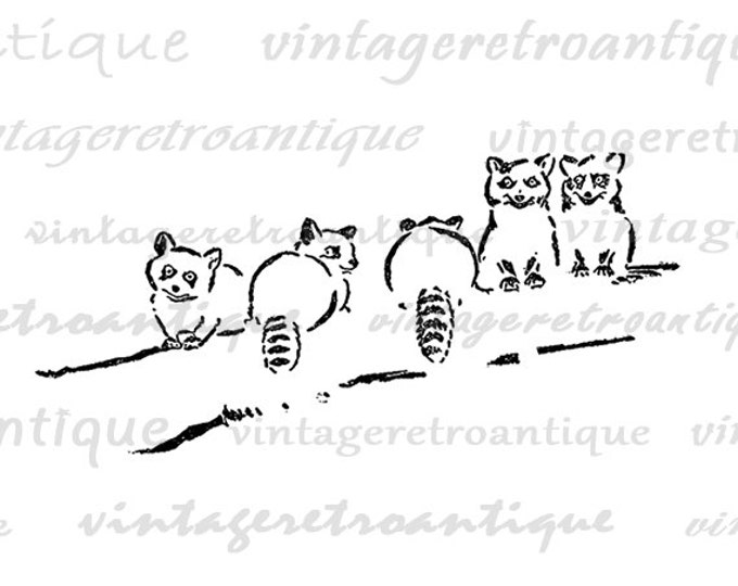 Digital Printable Little Raccoons Download Illustration Graphic Image Vintage Clip Art Jpg Png Eps HQ 300dpi No.1659