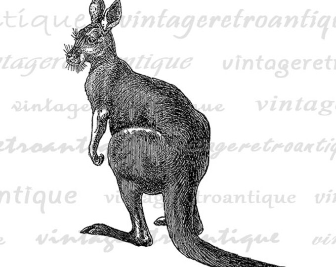 Kangaroo Digital Image Graphic Download Kangaroo Illustration Printable Vintage Clip Art Jpg Png Eps HQ 300dpi No.2644