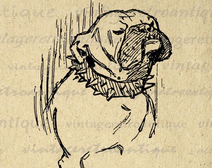 Printable Image Bulldog Dog Graphic Illustration Digital Download Vintage Clip Art Jpg Png Eps HQ 300dpi No.3150