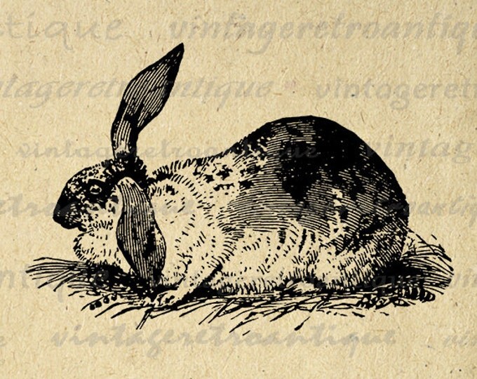 Antique Bunny Rabbit Image Digital Graphic Download Printable Artwork Vintage Clip Art Jpg Png Eps HQ 300dpi No.2742