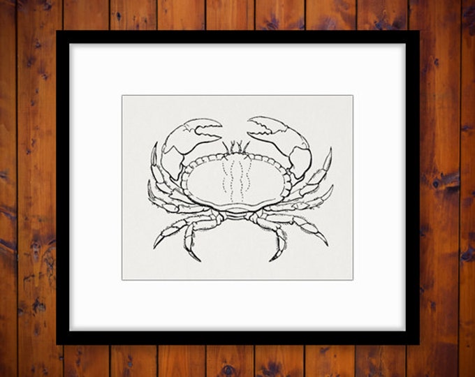 Digital Crab Graphic Printable Ocean Artwork Download Sea Image Jpg Png Eps HQ 300dpi No.587