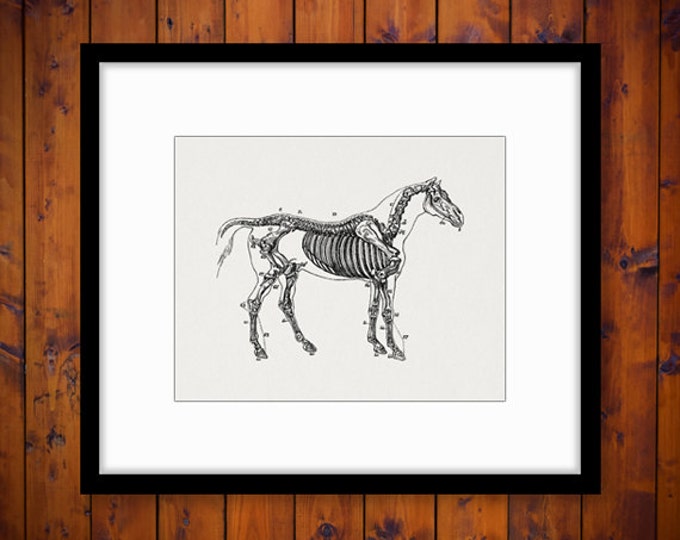 Printable Image Horse Skeleton Diagram Download Graphic Digital Illustration T-Shirts Jpg Png Eps HQ 300dpi No.2261