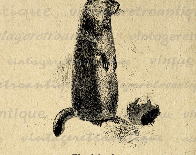 Digital Image Woodchuck Printable Beaver Download Graphic Vintage Clip Art Jpg Png Eps HQ 300dpi No.690