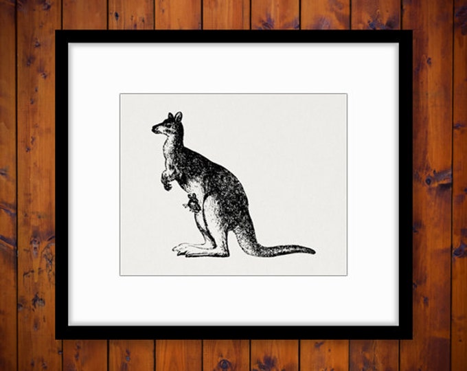 Kangaroo with Baby Kangaroo in Pouch Antique Graphic Digital Printable Download Image Vintage Clip Art Jpg Png Eps HQ 300dpi No.573