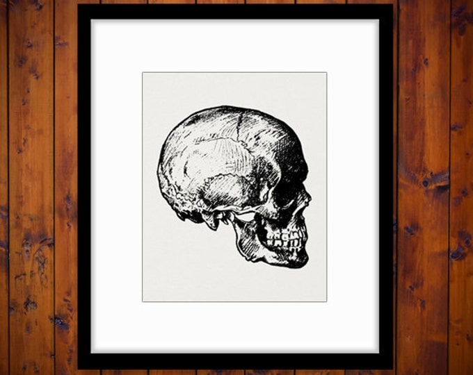 Skull Digital Image Printable Download Graphic Illustration Vintage Clip Art Jpg Png Eps HQ 300dpi No.2236