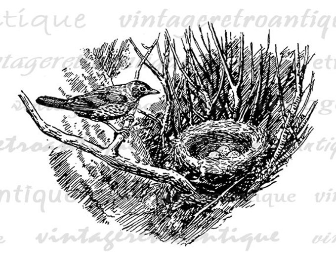 Digital Graphic Bird and Bird Nest Printable Birdnest Illustration Download Image Vintage Clip Art Jpg Png Eps HQ 300dpi No.1409