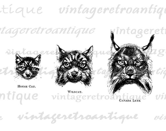 Digital Printable Cats Download Head Face Graphic Wild Cats Image Vintage Clip Art Jpg Png Eps HQ 300dpi No.1000