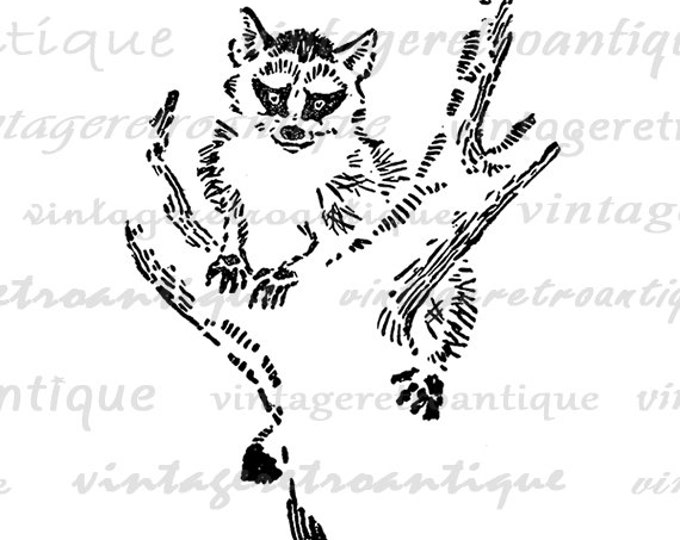 Cute Raccoon Digital Graphic Download Illustration Image Printable Vintage Clip Art Jpg Png Eps HQ 300dpi No.1671