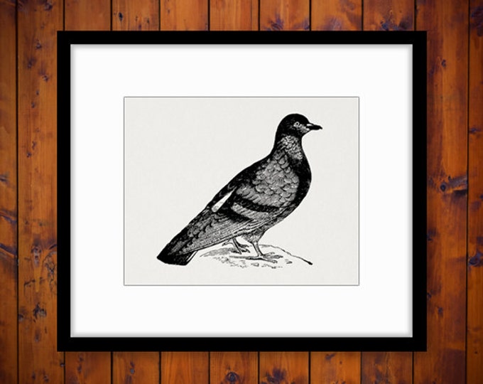 Printable Image Rock Pigeon Bird Digital Graphic Download Artwork Vintage Clip Art Jpg Png Eps HQ 300dpi No.2703