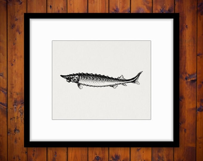 Digital Graphic Sturgeon Fish Printable Image Download Vintage Clip Art Jpg Png Eps HQ 300dpi No.591