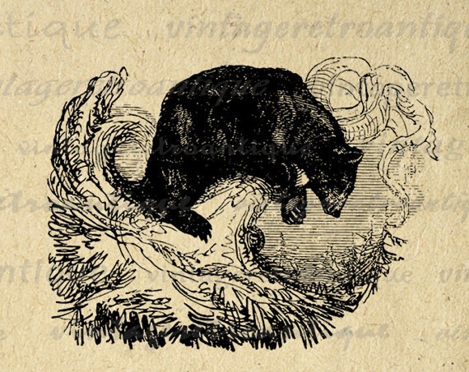 Antique Black Bear Digital Graphic Printable Animal Image Download T-Shirts Jpg Png Eps HQ 300dpi No.489